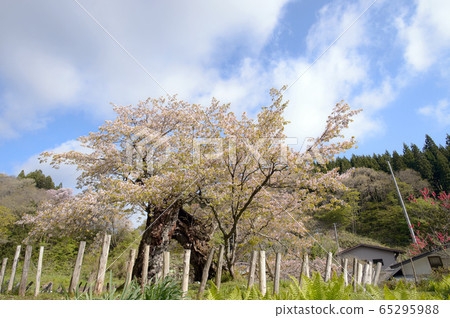 Kasumi Sakura, Yurihonjo City, Akita Prefecture 65295988
