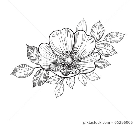 Hand Drawn Dog-Rose Flowers  with Leaves 65296006