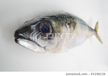 鯖魚(鯖魚)的鳥瞰圖作為生活在日本附近海域的流行魚而廣泛傳播 鯖魚(鯖魚)的鳥瞰圖作為生活在日本附近海域的流行魚而廣泛傳播 65296236