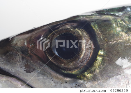 鯖魚魚眼作為生活在日本附近海域的流行魚而廣泛傳播 65296239