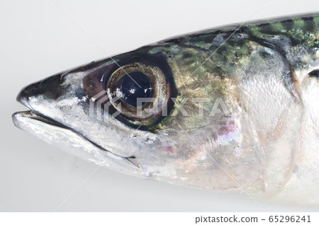 鯖魚的頭作為生活在日本水域中的一種流行魚類而廣泛傳播 鯖魚的頭作為生活在日本水域中的一種流行魚類而廣泛傳播 65296241