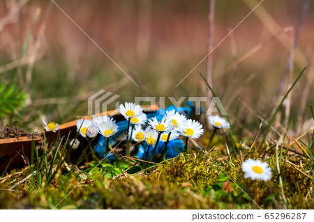Daisies or bellis perennis growing next to plastic waste on a covered landfill in Bad Iburg in northwest Germany. Daisies or bellis perennis growing next to plastic waste on a covered landfill in Bad Iburg in northwest Germany. 65296287