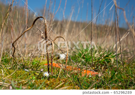 Daisies or bellis perennis growing next to plastic waste on a covered landfill in Bad Iburg in northwest Germany. Daisies or bellis perennis growing next to plastic waste on a covered landfill in Bad Iburg in northwest Germany. 65296289