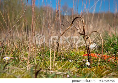 Daisies or bellis perennis growing next to plastic waste on a covered landfill in Bad Iburg in northwest Germany. Daisies or bellis perennis growing next to plastic waste on a covered landfill in Bad Iburg in northwest Germany. 65296290