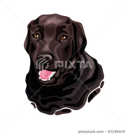 Brown Labrador Retriever dog head Brown Labrador Retriever dog head 65296929