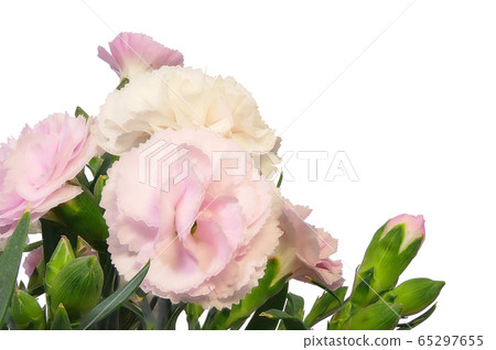 [Carnation] (depth synthesis) 65297655