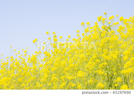Rape blossoms clear blue sky Rape blossoms clear blue sky 65297690