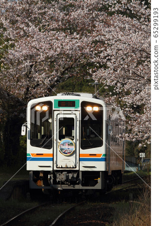 Tenryu Hamana Railway Cherry Blossoms Tenryu Hamana Railway Cherry Blossoms 65299193