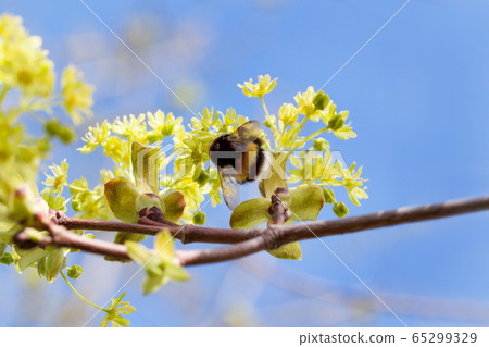 Bumblebee is gathering pollen from a maple tree. 65299329