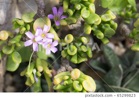 Cactus flower 65299823