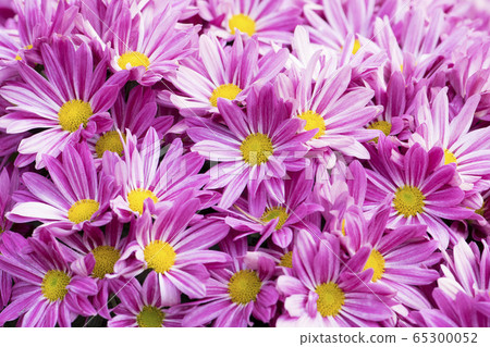 Beautiful pink chrysanthemum flowers background Beautiful pink chrysanthemum flowers background 65300052