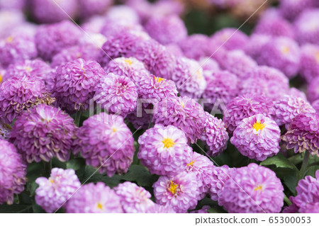 Beautiful pink chrysanthemum flowers background Beautiful pink chrysanthemum flowers background 65300053