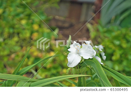 白紫色commelina花 白花 照片素材 圖片 圖庫