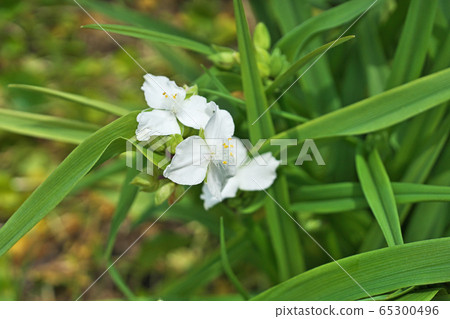 White purple Commelina flower (white flower) 65300496