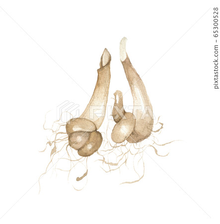 Kataguri root 65300528