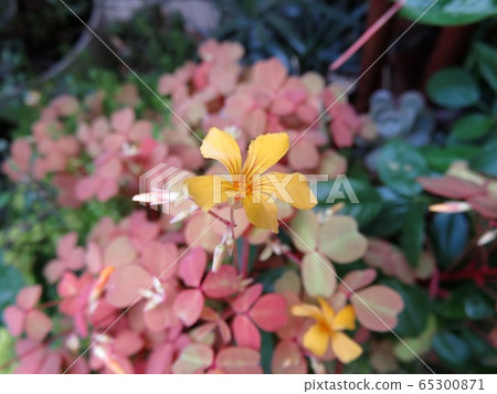 Oxalis twilight Oxalis twilight 65300871