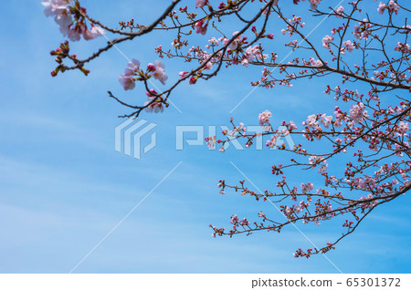 Cherry blossoms blooming along the spring river [Yukuhashi City, Fukuoka Prefecture] 65301372