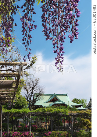 龜戶天神和紫藤 65301492