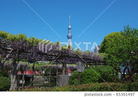 龜戶天神和紫藤 龜戶天神和紫藤 65301497