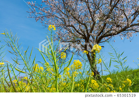 Cherry blossoms and rape blossoms blooming along the river in spring [Yukuhashi City, Fukuoka Prefecture] 65301519