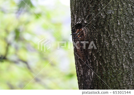 Hoopoe, odyssey Hoopoe, odyssey 65301544
