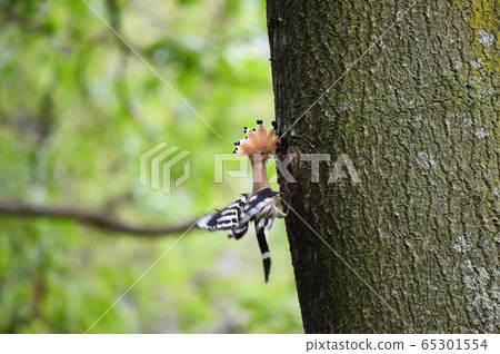 Hoopoe, odyssey 65301554