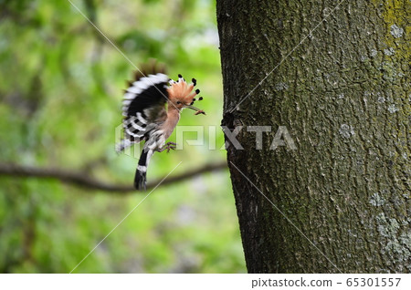 Hoopoe, odyssey Hoopoe, odyssey 65301557