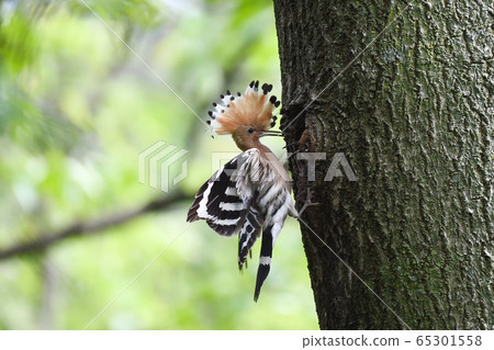Hoopoe, odyssey Hoopoe, odyssey 65301558