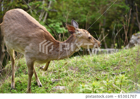 初夏在知床遇見的Ezo deer(北海道) 初夏在知床遇見的Ezo deer(北海道) 65301707