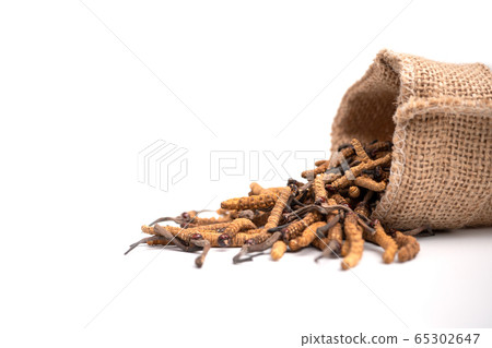Closeup of Ophiocordyceps sinensis or mushroom 65302647
