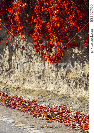old wall with colorful leaves in autumn old wall with colorful leaves in autumn 65302790