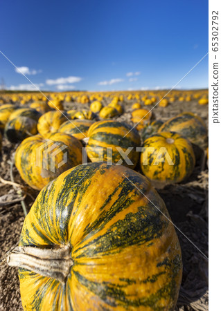 pumpkin near Retz in Weinviertel, Lower Austria, 65302792