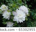 Clematis White Yae 65302955