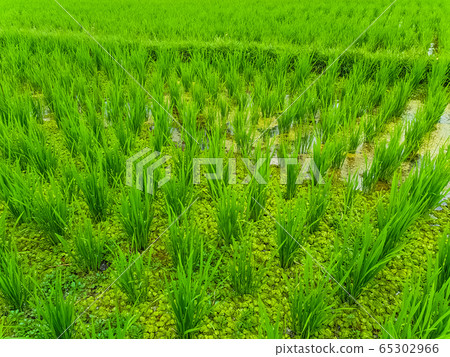 Closeup view on rice terraces Jatiluwih on Bali 65302966