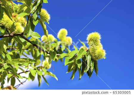 Chestnut in august on the blue sky 65303005