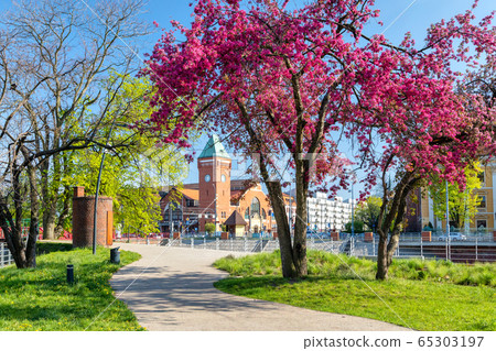 Spring season in Wroclaw, Poland. Blooming tree 65303197