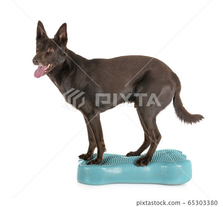 Australian Kelpie in studio 65303380