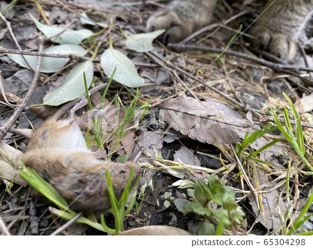A cat that caught a mouse 65304298