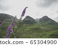 Flower and three sisters in Scotland 65304900