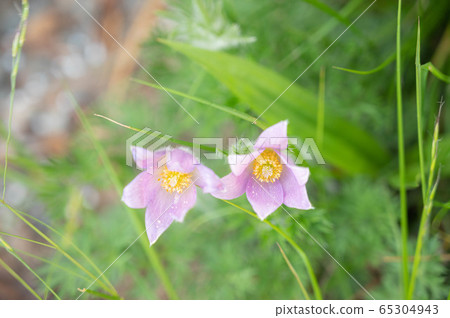 Okinagusa Okinagusa 65304943
