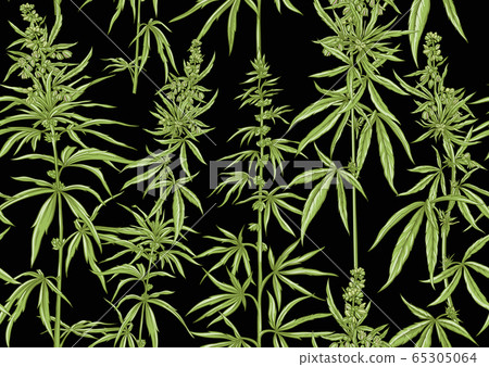 Hemp, Cannabis seamless pattern, background. 65305064