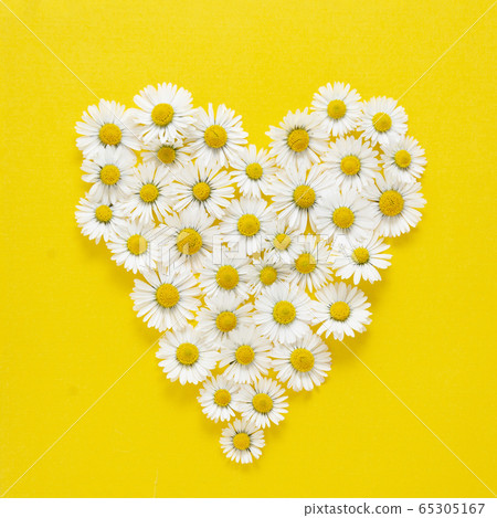 Heart shape made from white chamomile daisy flowers on yellow background. Alternative medicine. Square image. 65305167