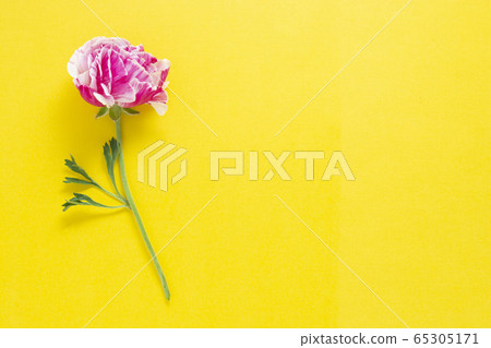 Pink flower over yellow background, greeting card. 65305171