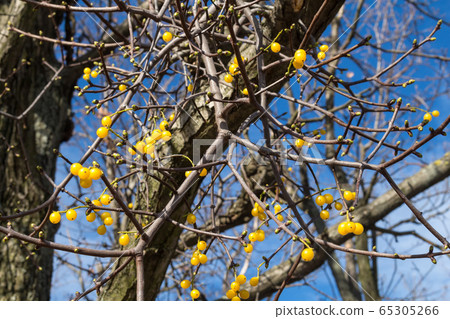 Mistletoe on a tree and a blue sky 65305266