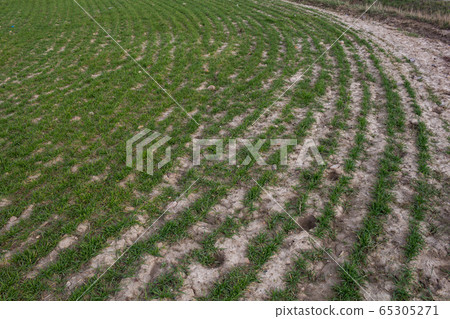 Field with lines of plants in the spring Field with lines of plants in the spring 65305271