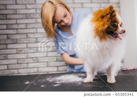 pet spitz with overgrown hair in grooming salon pet spitz with overgrown hair in grooming salon 65305341