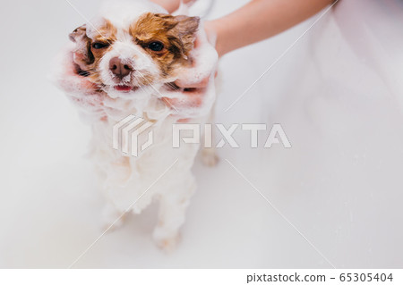beautiful pet spitz get shower in bath 65305404