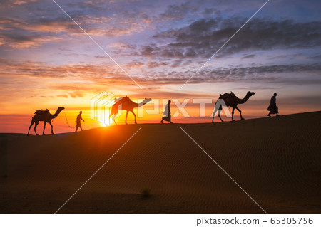 Indian cameleers camel driver with camel silhouettes in dunes on sunset. Jaisalmer, Rajasthan, India 65305756