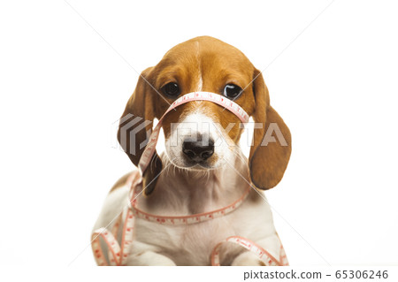 image of dog white background  65306246
