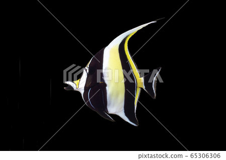 鐮魚 鐮魚 65306306